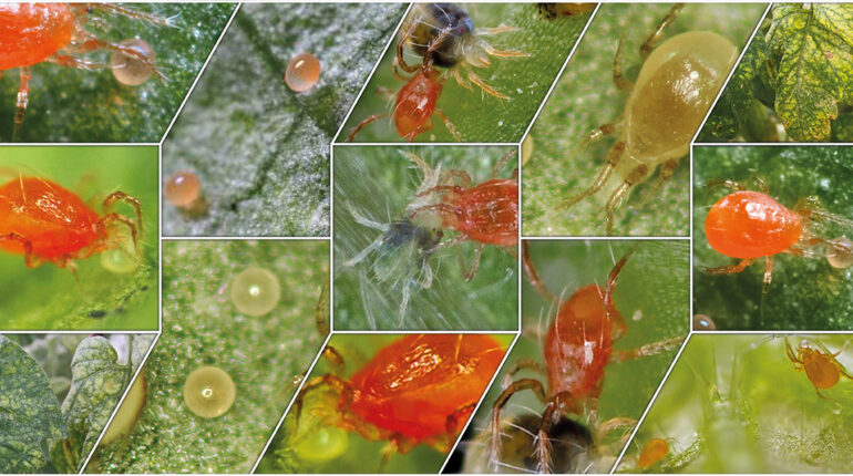 Phytoseiulus persim: come eliminare il ragnetto rosso biologicamente