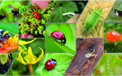 L’utilizzo di insetti utili in agricoltura: guida alla cura dell’orto biologico