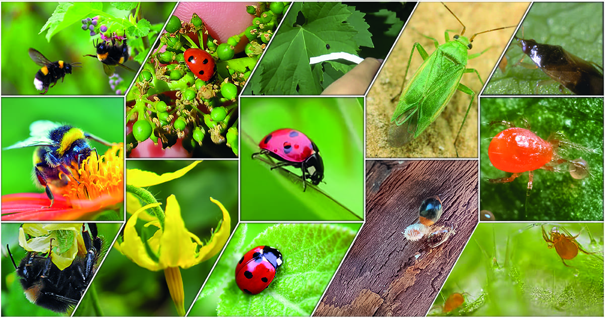 Guida agli insetti utili in agricoltura