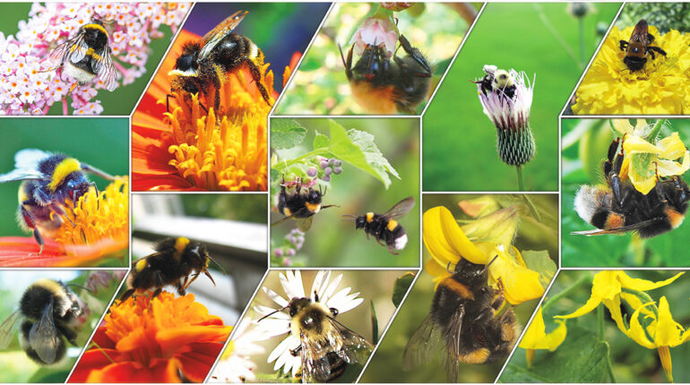 Bombus Terrestris - bombi impollinatori orticoltura Sardegna