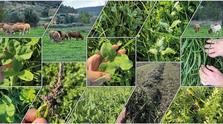 Coltivazioni e colture foraggere: scelta del varietale in Sardegna