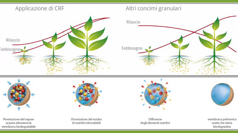 Concimi a cessione controllata