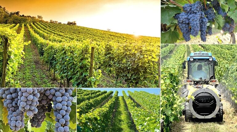 Concimazione fogliare vigneto: consigli per una corretta nutrizione